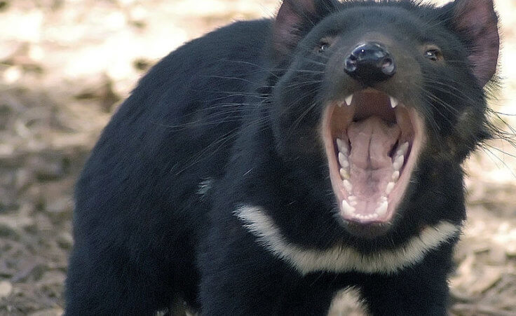 Tasmanian Devil in defensive stance, at Tasmanian Devil Conservation Park, Tasman Peninsula (Credit: Wayne McLean)